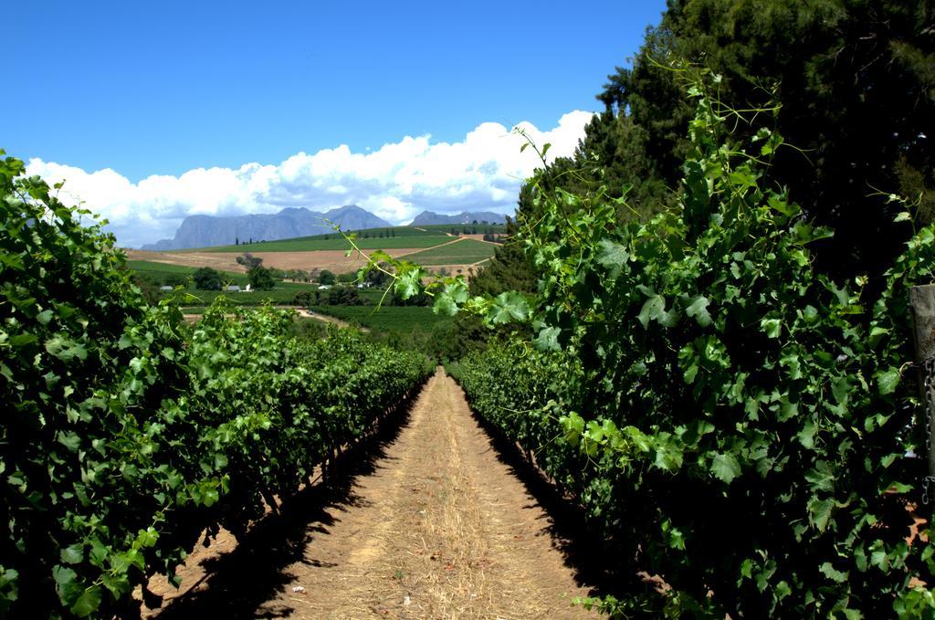 Clos Malverne Wine Estate Stellenbosch Zewnętrze zdjęcie